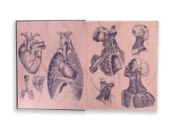 Gray's Anatomy