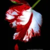 New Moon